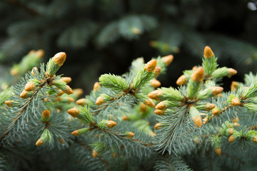 Young shoots of blue spruce after rain