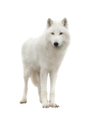 Polar wolf isolated on a white background.
