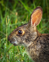 Swamp rabbit portrait!