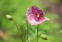 Big Lonely Pink- White  Poppy Flower With  Bud