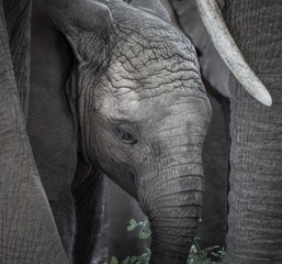 Wall Mural - close up of a baby elephant