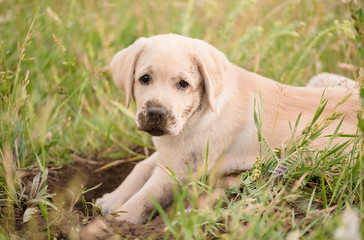 Wall Mural - Dirty Labrador retriever puppy relaxing after dig