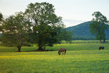 In the Blue Ridge Mountains, horses graze peacefully in the early evening in a pasture of buttercups with oak trees and a mountain in the background.