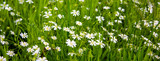 Fototapeta Tęcza - White field flowers among green grass. Peaceful nature. Beautiful background. Concept image.