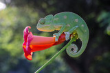 chameleon on a branch