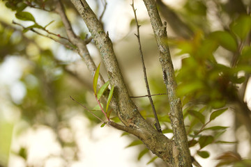 Tree branches