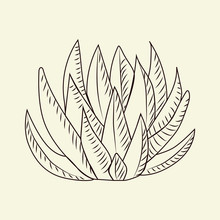Hand Drawn Aloe Vera Cactus Isolated On Light Background. Wild Aloe Cacti Sketch.