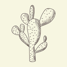 Prickly Pear Cactus Isolated On Light Background In Hand Drawn Style. Wild Cacti Sketch. Engraving Vintage.