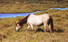 Wild Horse On Assateague Island 