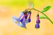 Closeup Of Virginia Blue Bell Wildflowers