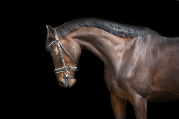 Wall Mural - Horse portrait in bridle on black background