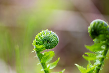Coiled Fern In Spring