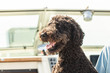 © Sarah Rypma - Portrait of a Black standard poodle on a boat