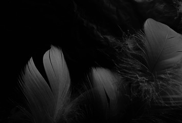 Wall Mural - Beautiful abstract white feathers on black background and soft black feather texture on white pattern and light background, gray feather background, grey banners