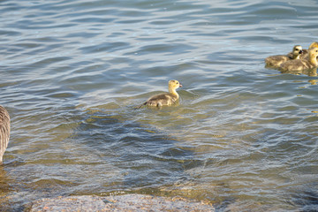 Canvas Print - baby geese and mother goose keep close to each other