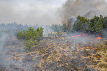 Wall Mural - Aerial view of a fire in a pine forest. Disaster filming by drone