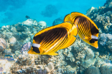 Wall Mural - Pair of Raccoon Butterflyfish (Chaetodon lunula, crescent-masked, moon butterflyfish) over a coral reef, clear blue water. Two colorful tropical fish with black and yellow stripes. Close-up, side view