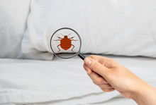 Closeup Of A Woman With Magnifying Glass Detecting Bed Bug In Bedroom