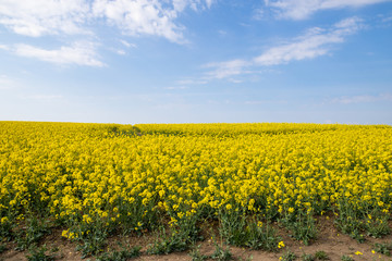 Wall Mural - field of yellow flowers and horizon