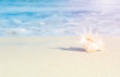 © Vladimir - sea shells on tropical sand turquoise sea, summer vacation travel concept