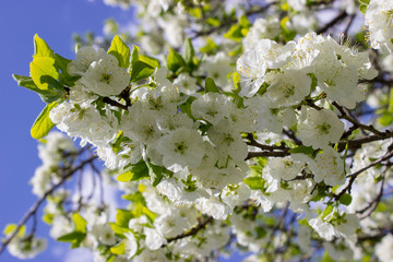 Wall Mural - Blooming Apple tree in spring, beautiful background