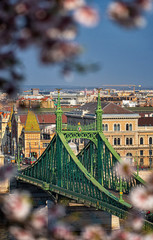 Wall Mural - Beautiful Liberty Bridge with almond blossom in Budapest, Hungary