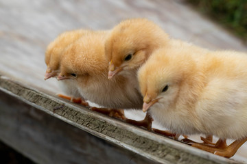 Four Yellow Chicks looking down 