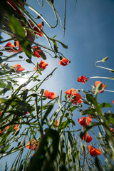 Wall Mural - Poppies and the sky in a field in southern Spain in spring