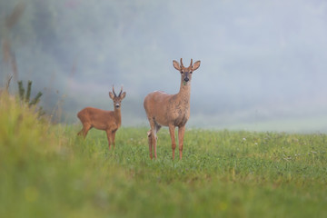 Wall Mural - white-tailed deer, odocoileus virginianus, stag and roe deer, capreolus capreolus, buck standing on hay field in summer morning. Two attentive animal males in nature.