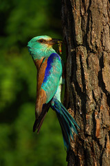 Wall Mural - Vertical composition of european roller, coracias garrulus, sitting near nest about to feed in summer at sunrise. Colorful bird holding prey in beak in breeding season in forest.