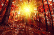 Sunrise in autumn forest
