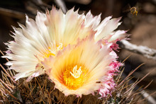 Close Up Of Hedgehog Cactus (Echinocereus) Yellow Flowers, California