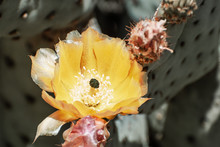 Close Up Of Prickly Pear (Opuntia Fragilis) Cactus Flower, California