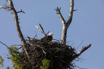 The Bald Eagle, female on the nest