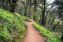 Hiking Trail Through The Forests Of Sanborn County Park, San Francisco Bay Area, California