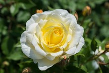 Closeup Shot Of A Beautiful Yellow Rose On The Blurry Bush