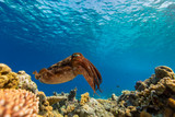 Fototapeta Do akwarium - Cuttlefish on a colorful coral reef and the water surface in background