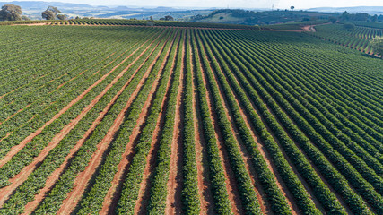 Aerial view of a large brazilian farm with coffee plantation.