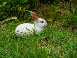 Sweet bunny walking in green garden on bright sunny day