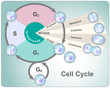 Division cycle of eukaryotic cell divided into four phases: G1, S, G2 and mitosis