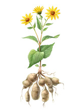 Jerusalem Artichoke Hand Drawn Pencil Illustration Isolated On White With Clipping Path