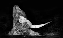 Humpback Whale Breaching Isolated On Black