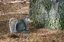 Gray Squirrel In A Woodland Environment Sitting At The Base Of A Tree
