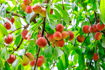 Ripe peach fruits growing on a peach tree in orchard.