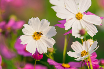 white cosmos bloom in the garden