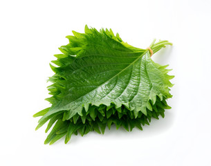 Shiso leaves on a white background