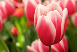 Fototapeta Tulipany - Beautiful red tulips