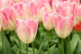 Fototapeta Tulipany - Beautiful sweet pink tulips