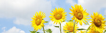 Sunflowers On Blue Sky Background