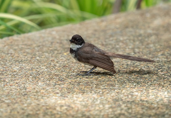 Wall Mural - Close up Malaysian Pied Fantail or Rhipidura javanica on The Floor